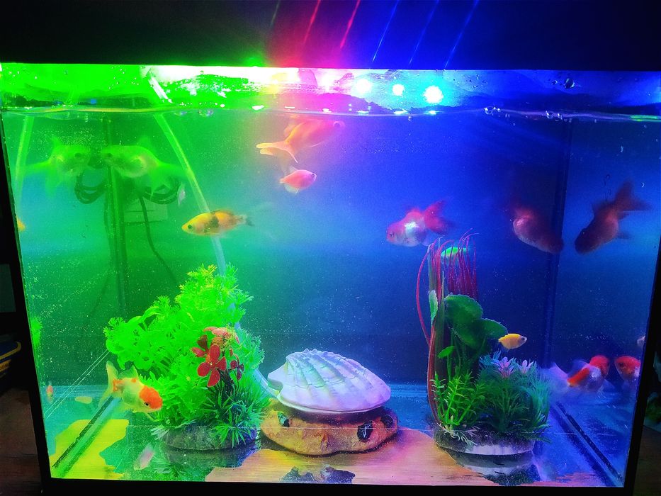 Аквариум прямоугольный