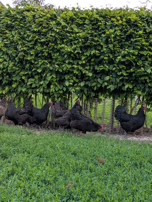 Familie Australorp negru