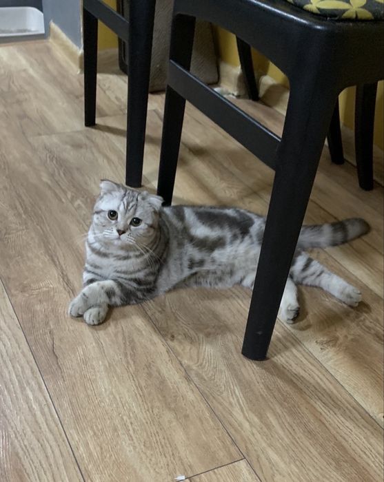 Шотландский вислоухий котенок девочка