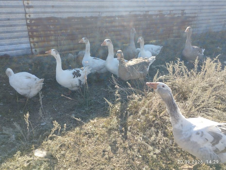 Продам крупных домашних гусей.