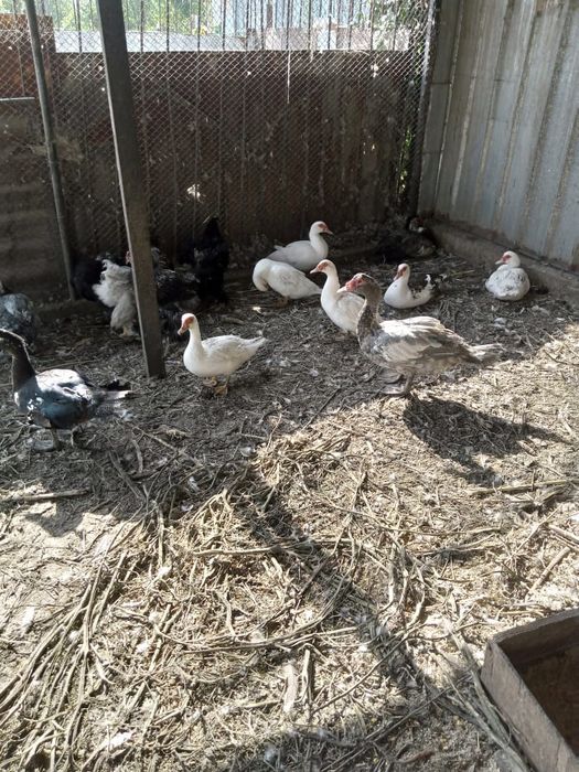 Продам молодых индоуток