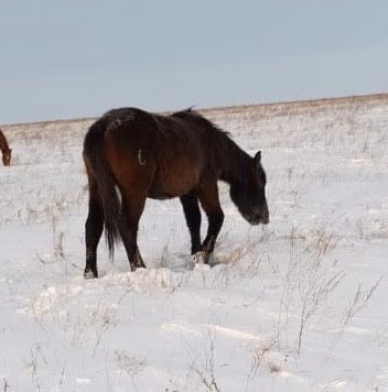 Продам кобылу 1.5 года