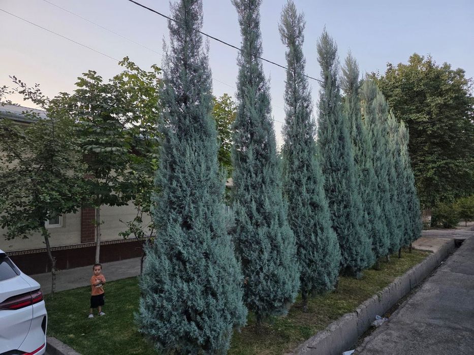 Арча Аризонский кипарис