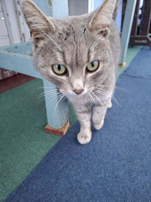 Pisica pentru adopție