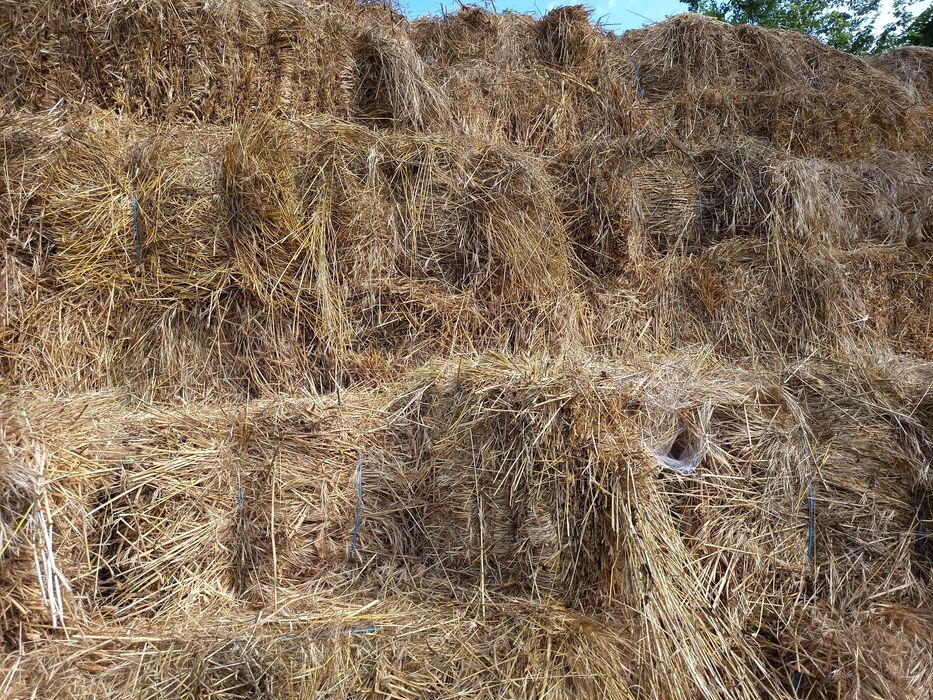 Baloți de lucernă de vânzare