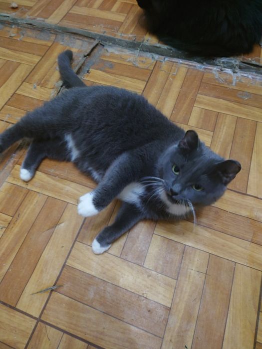 Мусе нужен человек