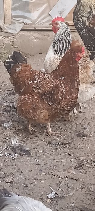 Продам семью хохлатых кур
