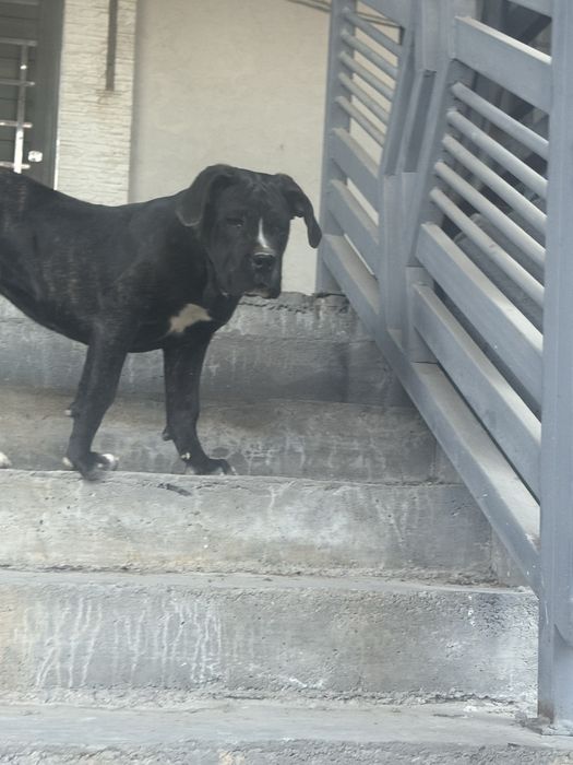 Срочно продаются Кане корсо