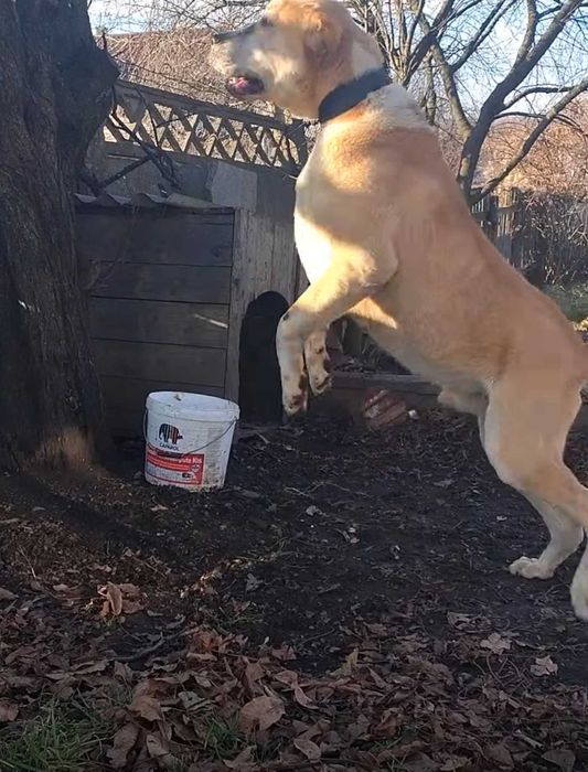 Vând câine Asiatic Central (Alabai)