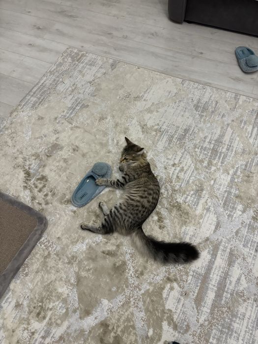 Пропала кошка 24