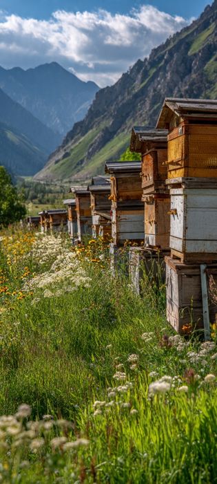 Мёд Wildflower Талгарский горный