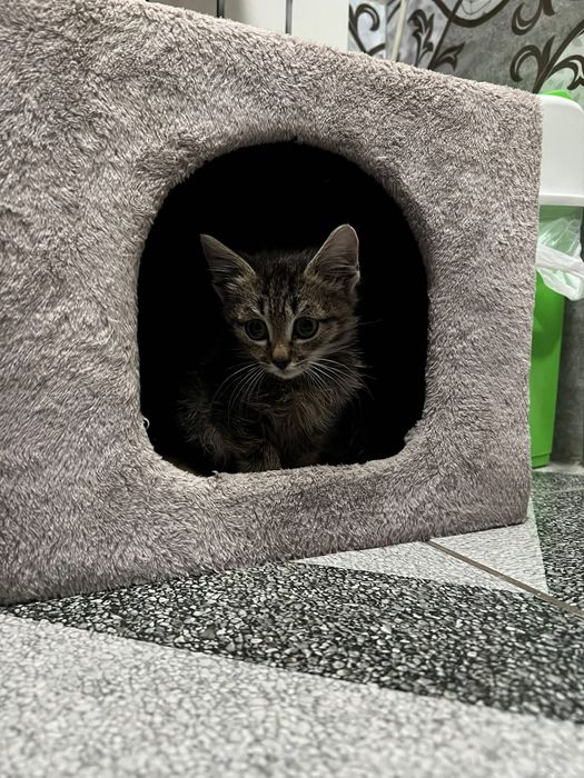 Отдам котенка в добрые руки