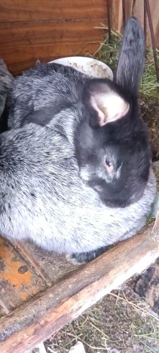 Кролики Серебро Полтавское