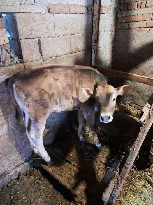 Продавам женско теле на 3месеца