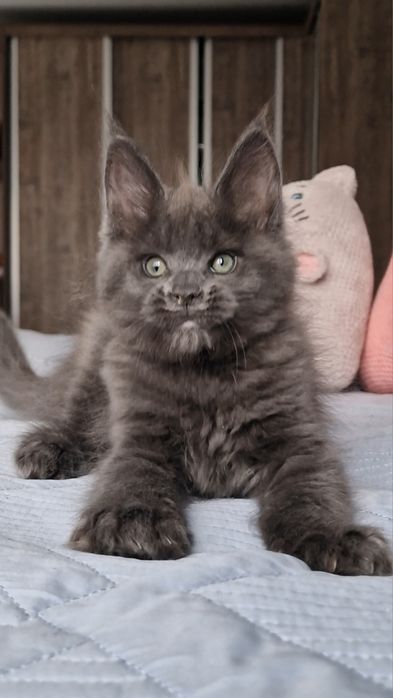 Котята мейн-куны .