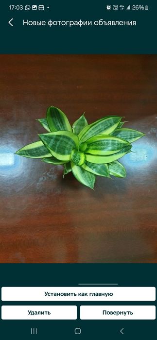 Продам Сансевиерии голден  хани