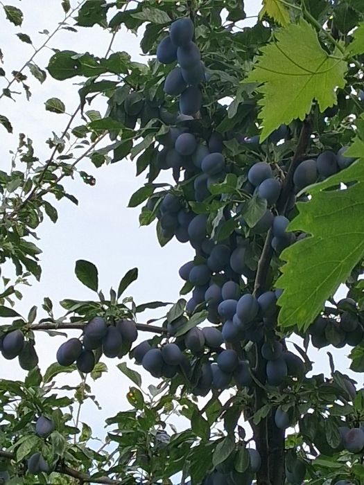 Prune de vanzare culese manual din livada proprie