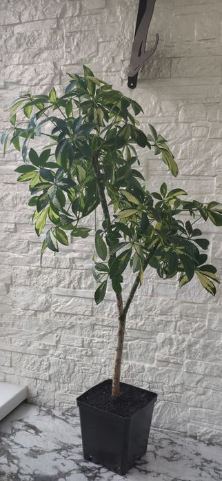 Шефлера комнатная