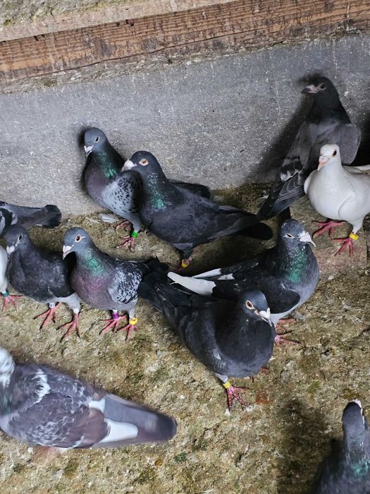 Porumbei voiajori de vânzare