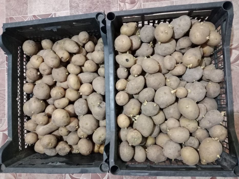 Продам молодой цветок.