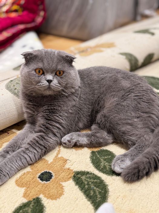 Вязка Скоттиш-фолд | Qoshtirishga| Серый кот 1 год |Ташкент| Чиланзар
