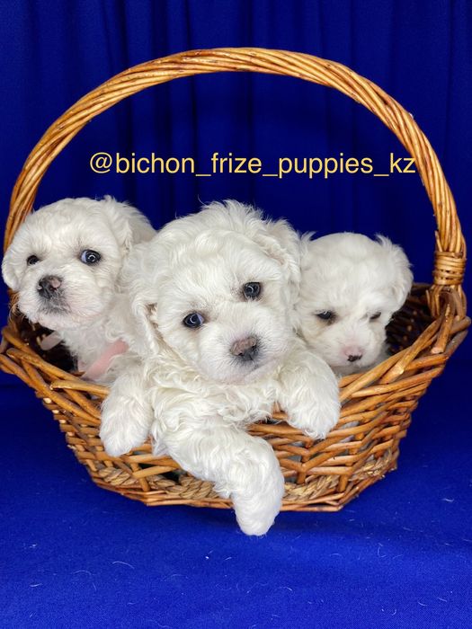 Бишончики щенки.