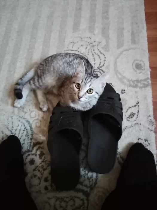 отдам кота в хорошие руки