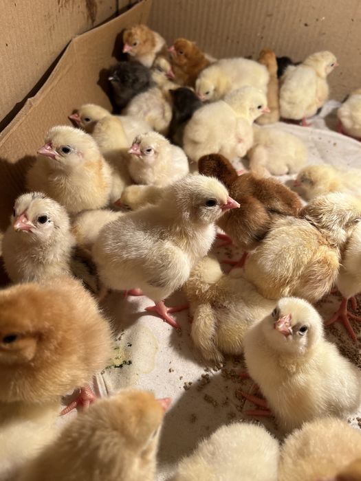 Продаются цыплята смешанные (алдер+джерси)