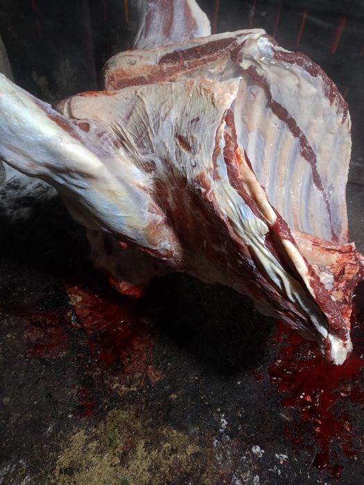 Продам говядину телки жирные.