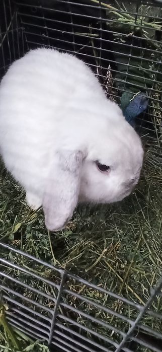 Кролик  декоративный вислоухий