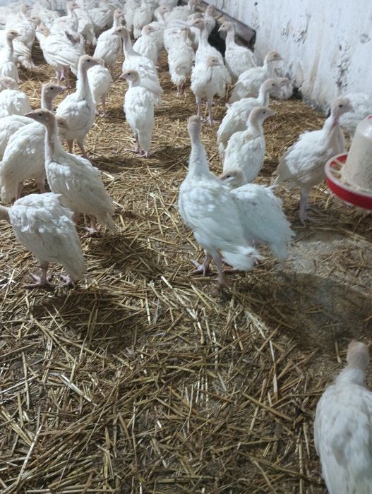 Pui de curca , rase de carne