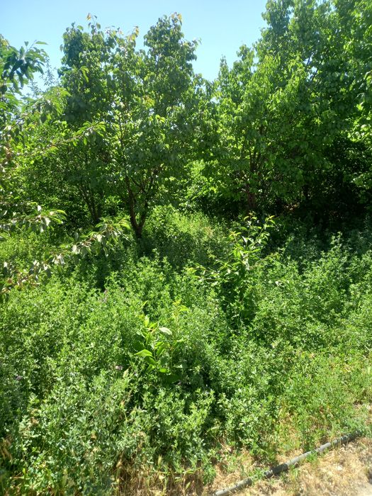 Жонгышка бар орып аласын