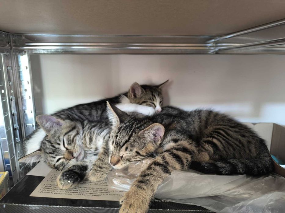 Три шепи живот търсят своите човеци!