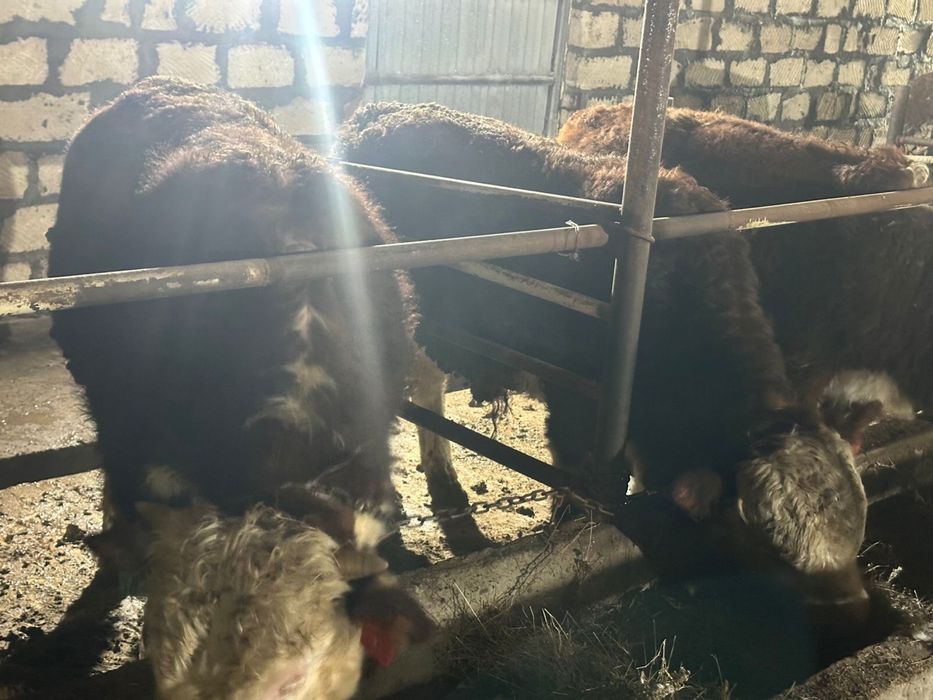 Бука сатылады аткорм