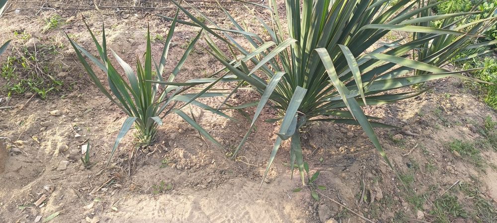 Продам  Юкку, плодовые деревья .