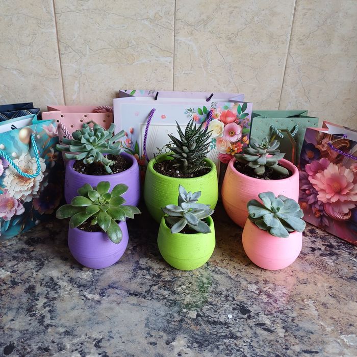 Цветы в горшках Суккуленты