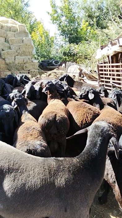 Кисарски кошкар сатлады
