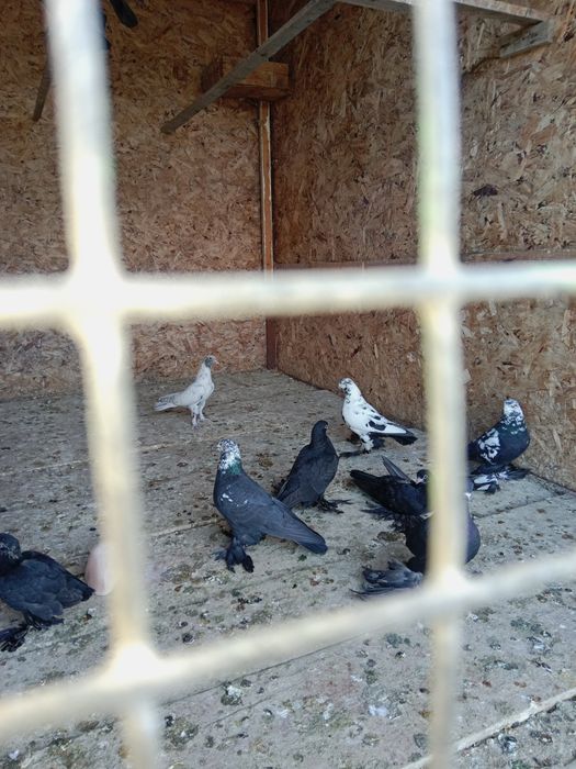 Продажа голубей Гульсар