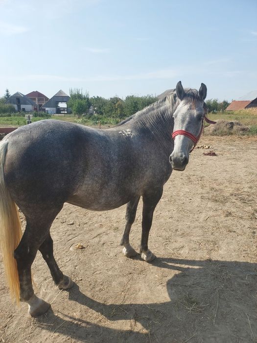 Iapa Lipitan cu Pedigree de la Herghelie