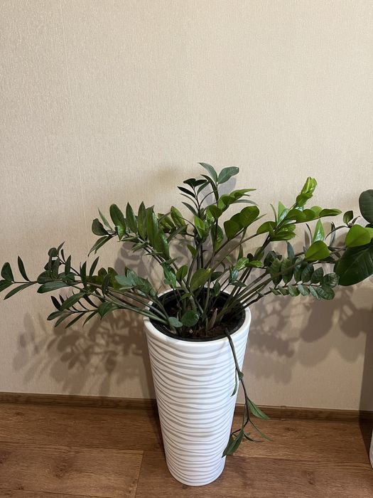 Комнатные цветы для офиса, школ