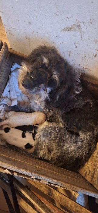 Кученца пудели-булонки