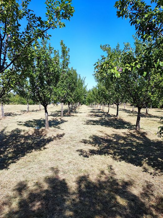 Vând teren intravilan + teren extravilan