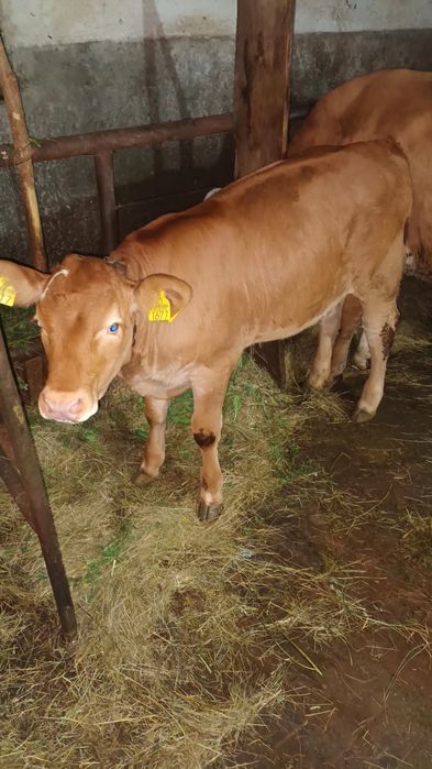 Vând vițea rasă Limousin
