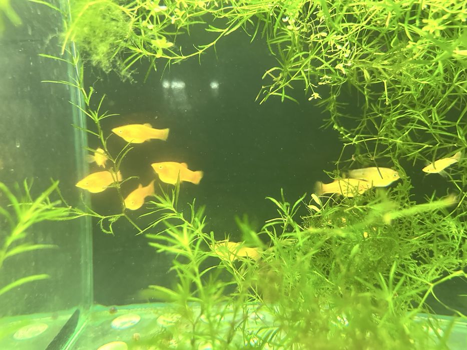 Продам рыбок красивых