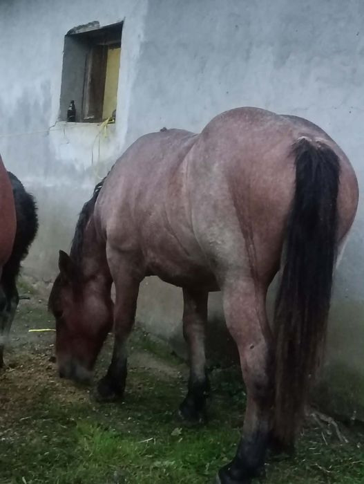 De vânzare m-ai multe detalii la telefon