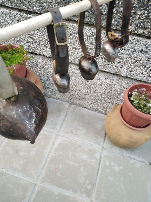 Красиви големи стари хлопки