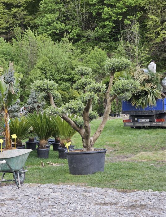 Bonsai din maslin (olea europaea) pin etc