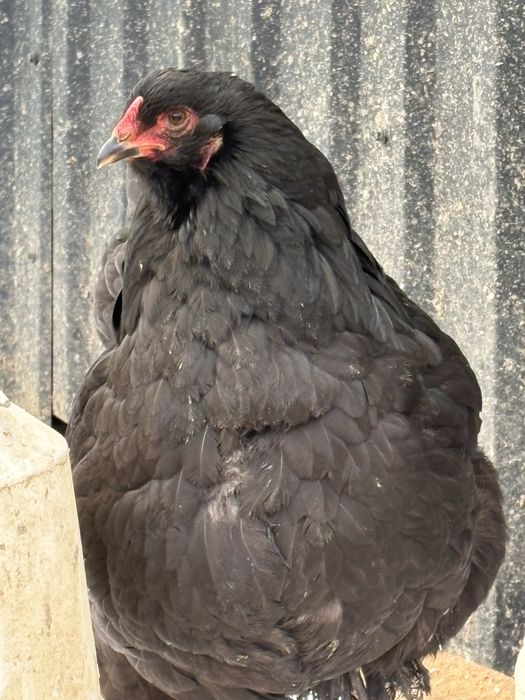 Puicuțe Brahma de Anul Trecut