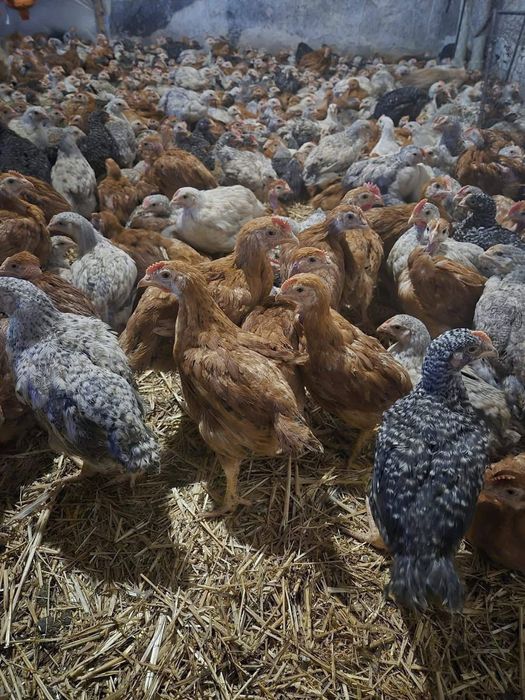 Vând pui albi de carne și rasă mixtă