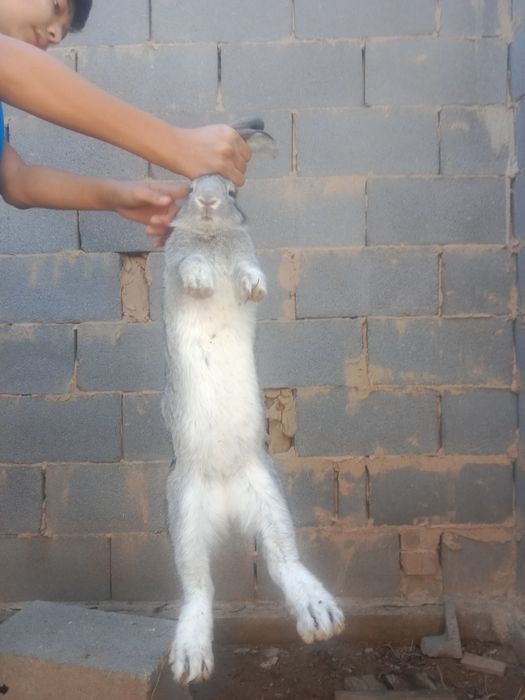 Қояан сатыладыы.